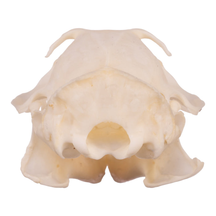 Real Ground Squirrel Skull