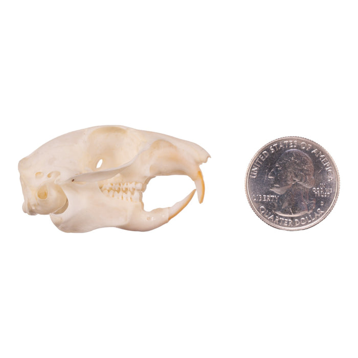 Real Ground Squirrel Skull