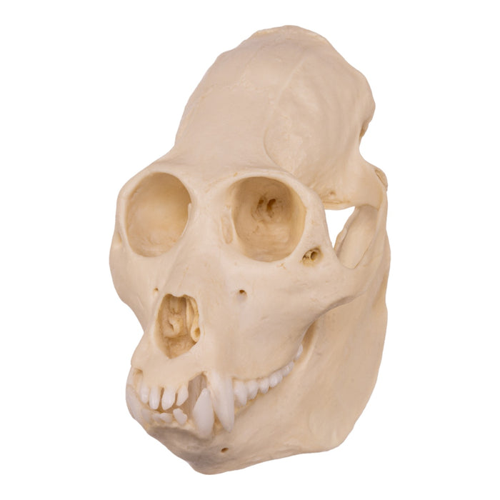 Replica Mantled Howler Monkey Skull