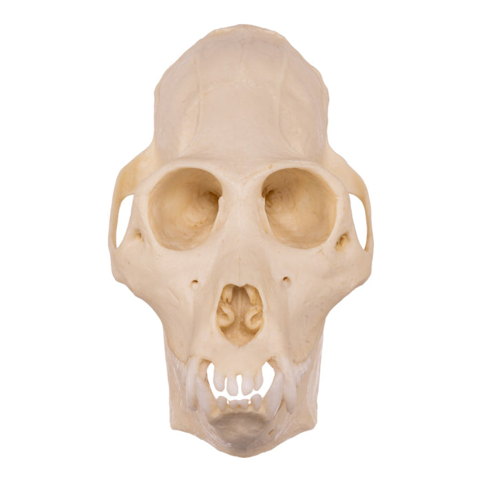 Replica Mantled Howler Monkey Skull