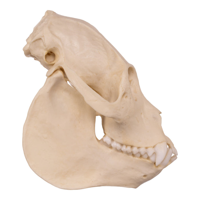 Replica Mantled Howler Monkey Skull