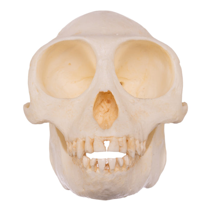 Replica Douc Langur Skull