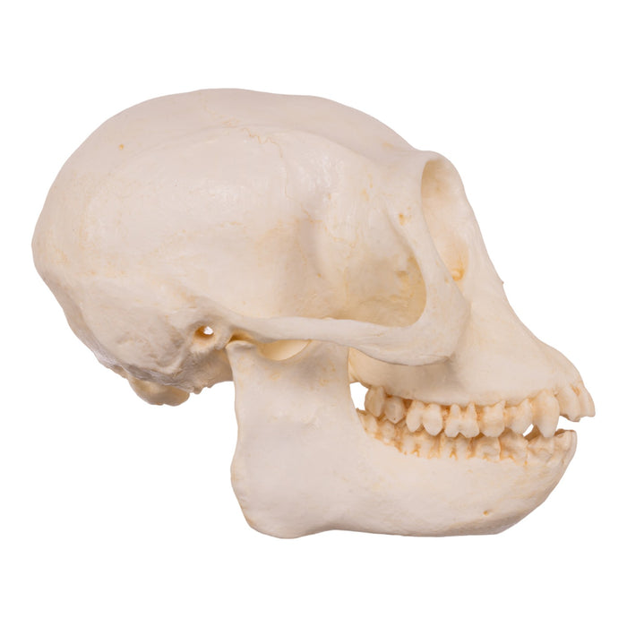 Replica Douc Langur Skull