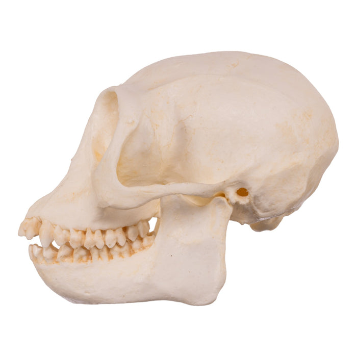 Replica Douc Langur Skull