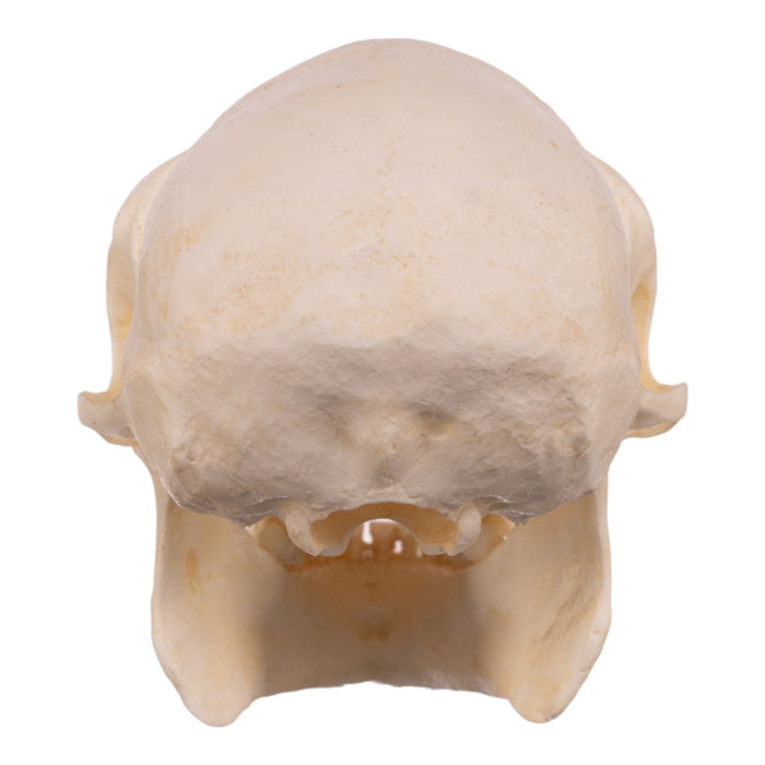 Replica Douc Langur Skull