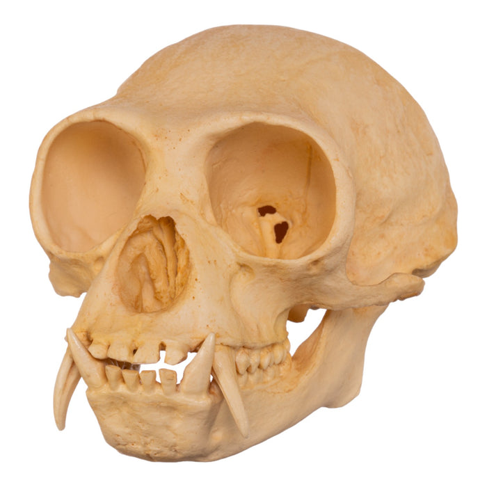 Replica Hoolock Gibbon Skull