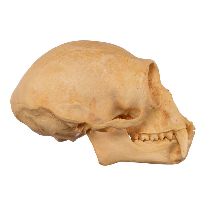 Replica Hoolock Gibbon Skull