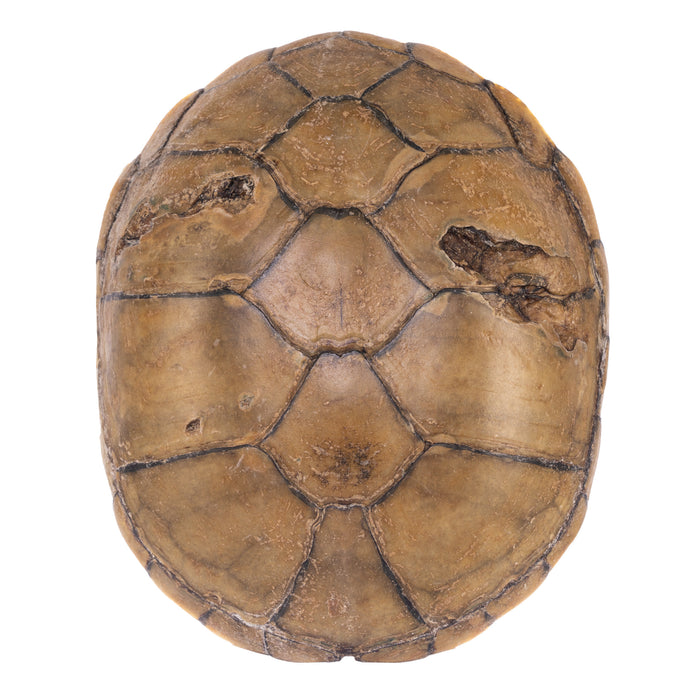 Real Yellow Mud Turtle Shell - Single — Skulls Unlimited International, Inc.