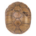 Real Yellow Mud Turtle Shell - Single