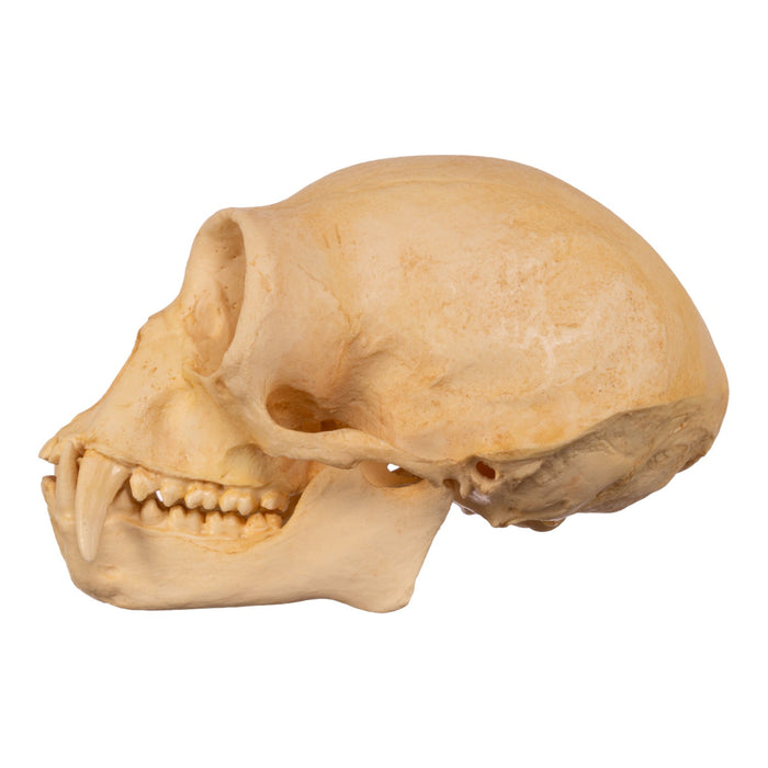 Replica Hoolock Gibbon Skull