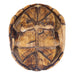 Real Yellow Mud Turtle Shell - Single