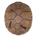 Real Yellow Mud Turtle Shell - Single