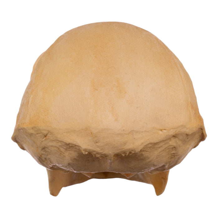 Replica Hoolock Gibbon Skull