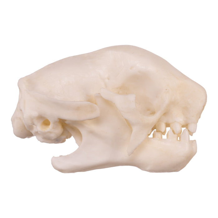 Replica Three-toed Sloth Skull