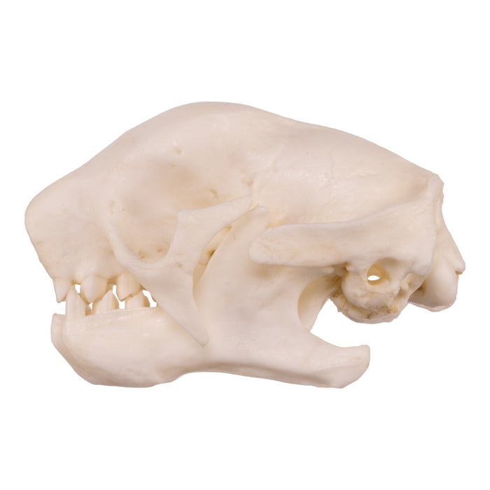 Replica Three-toed Sloth Skull