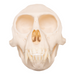 Real Tantalus Monkey Skull