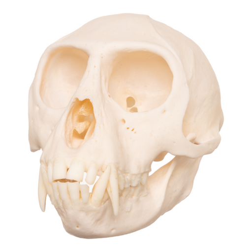 Real Tantalus Monkey Skull