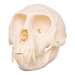 Real Tantalus Monkey Skull