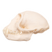 Real Tantalus Monkey Skull