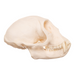 Real Tantalus Monkey Skull