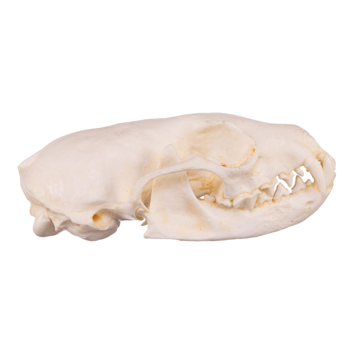 Replica American Marten Skull