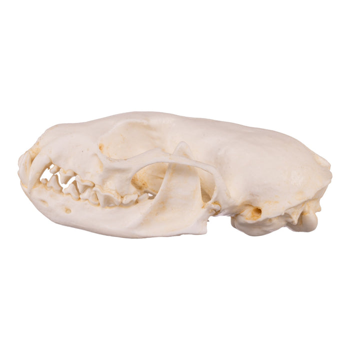 Replica American Marten Skull