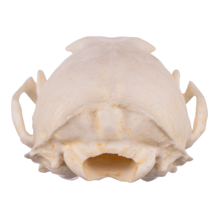 Replica American Marten Skull