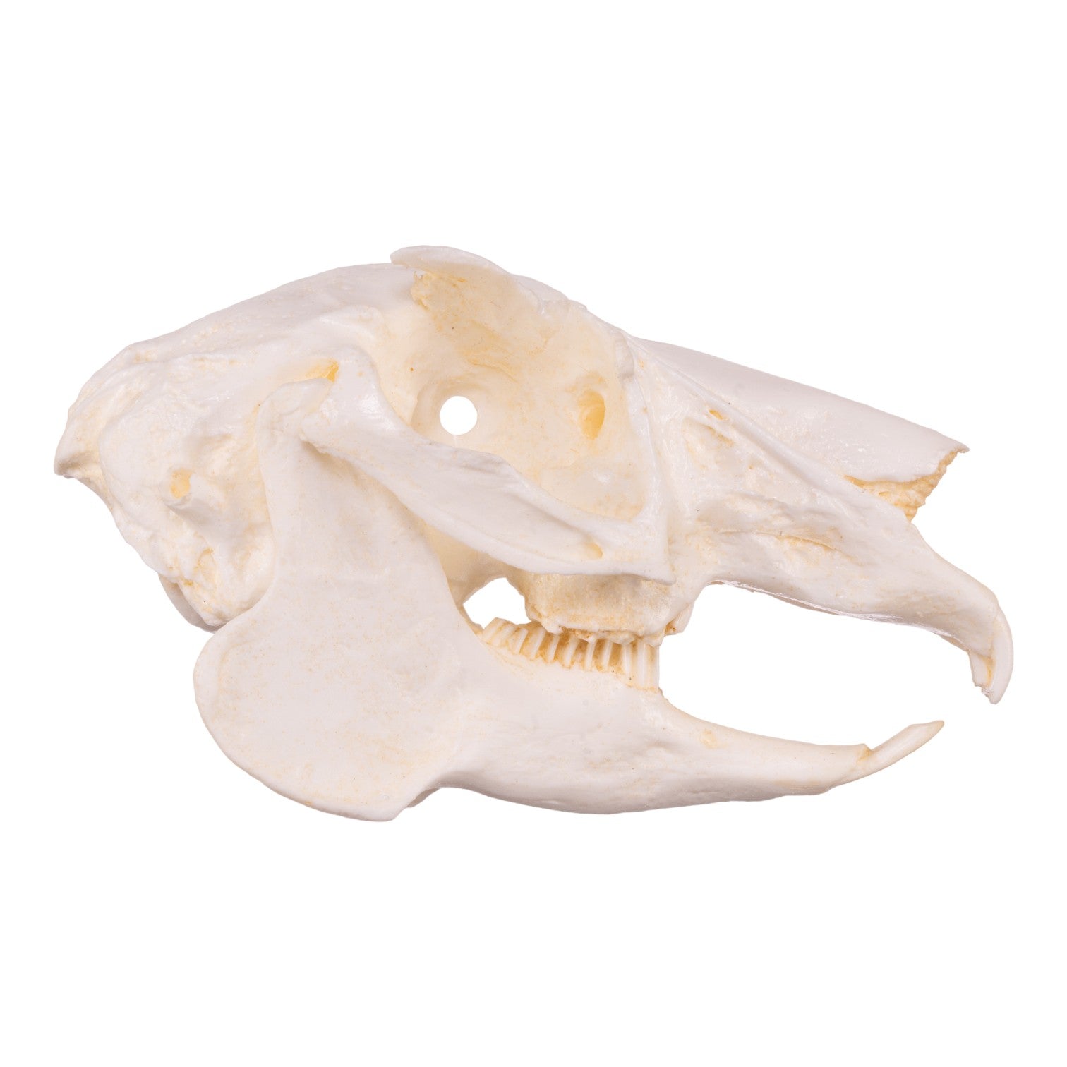 Replica Jackrabbit Skull For Sale — Skulls Unlimited International, Inc.