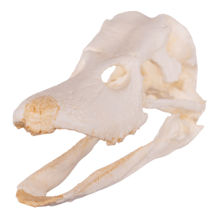 Replica Domestic Duck Skull