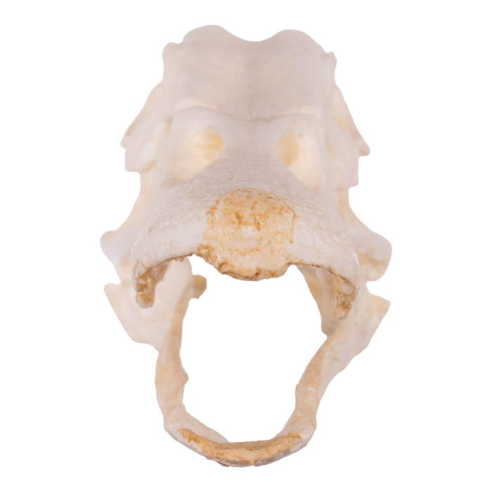 Replica Domestic Duck Skull