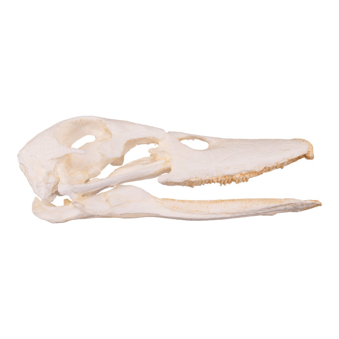 Replica Domestic Duck Skull