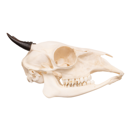 Real Blue Duiker Skull