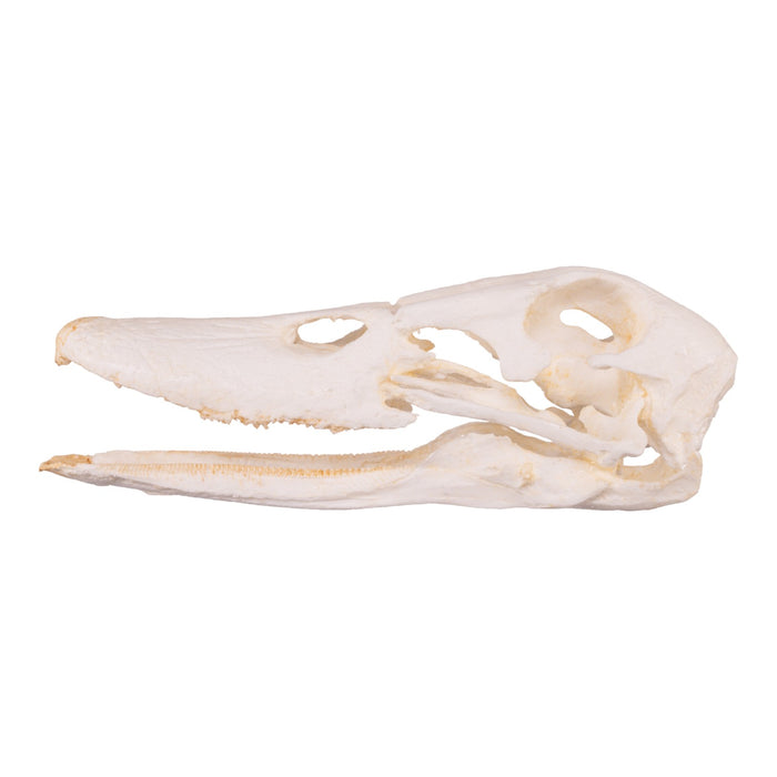 Replica Domestic Duck Skull