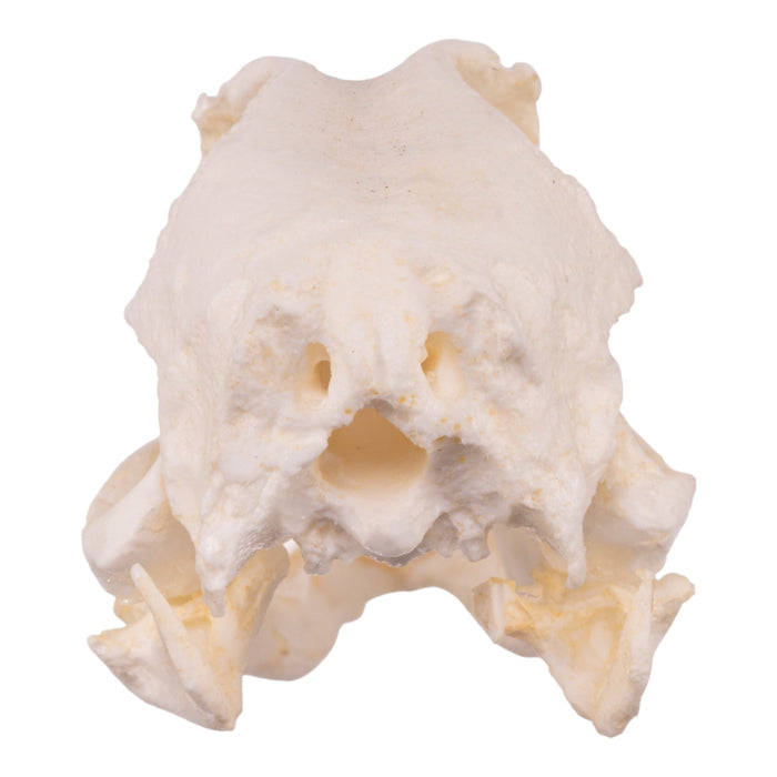 Replica Domestic Duck Skull