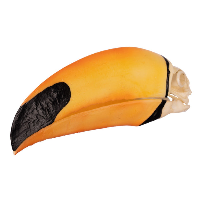 Replica Toco Toucan Skull