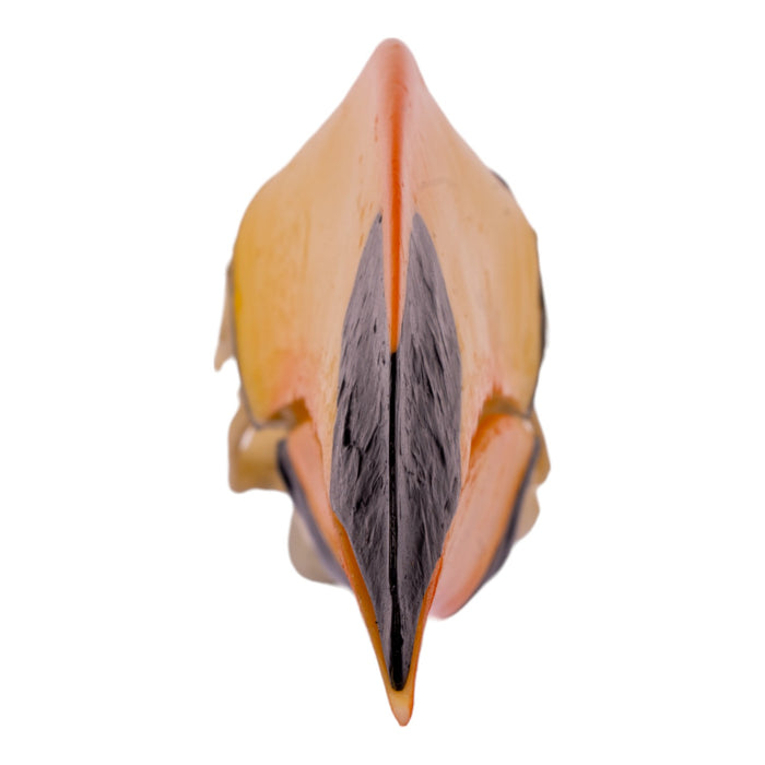 Replica Toco Toucan Skull