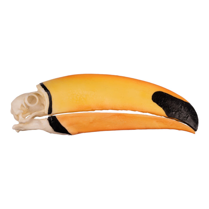 Replica Toco Toucan Skull