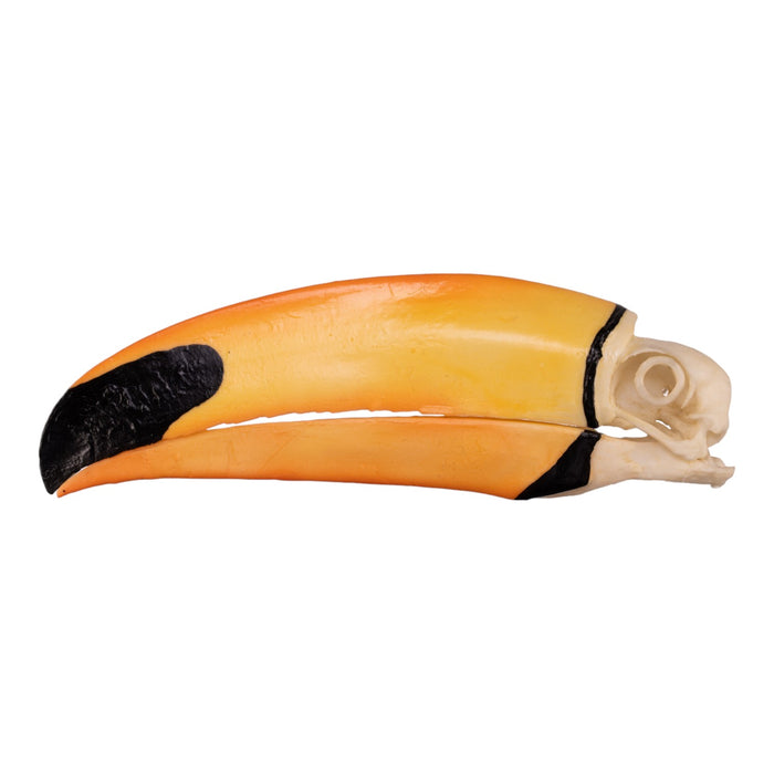 Replica Toco Toucan Skull