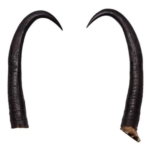 Real Chamois Horns