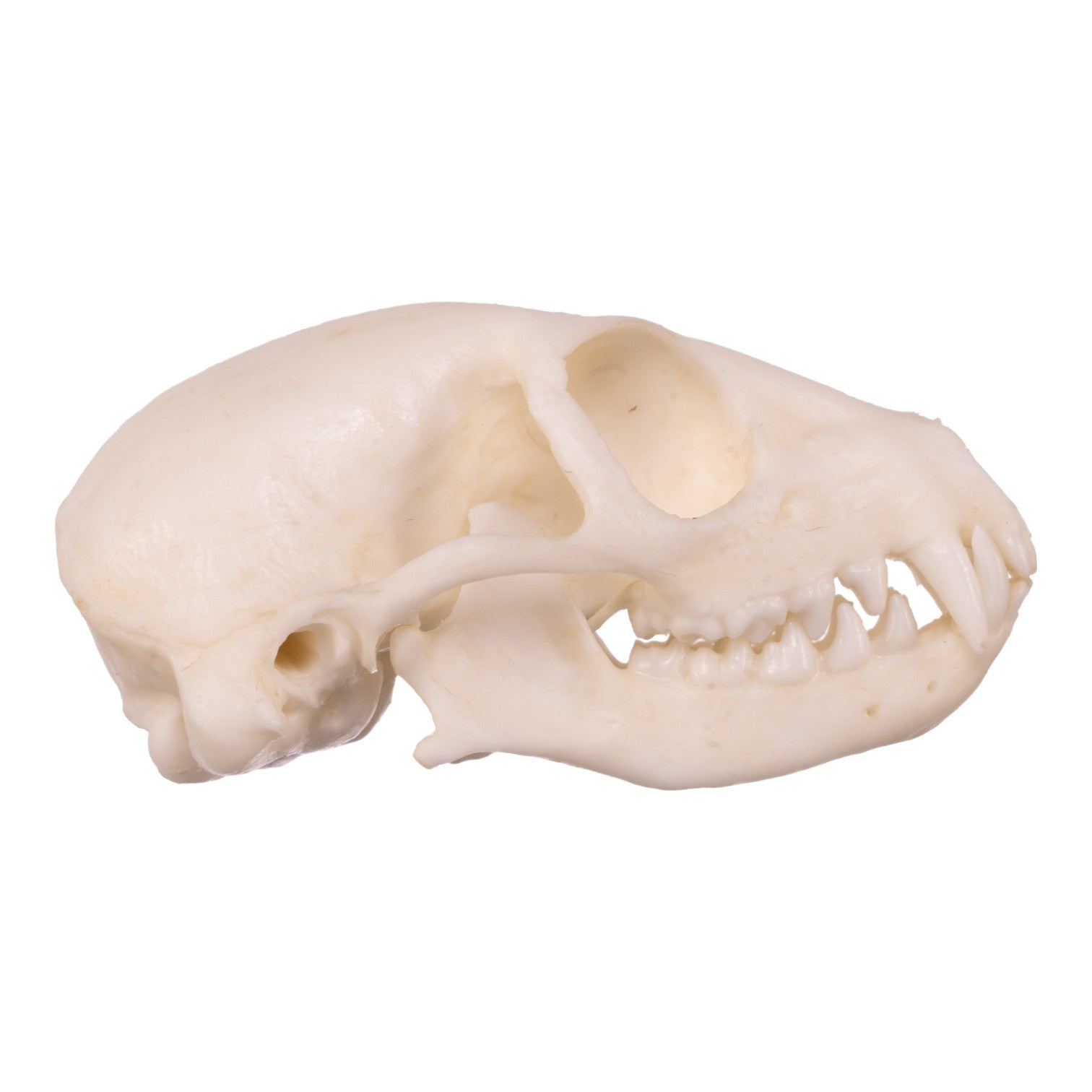 Replica Meerkat Skull For Sale — Skulls Unlimited International, Inc.