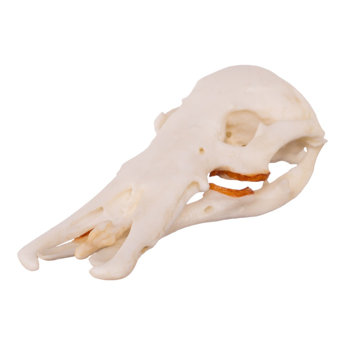 Replica Platypus Skull - Male