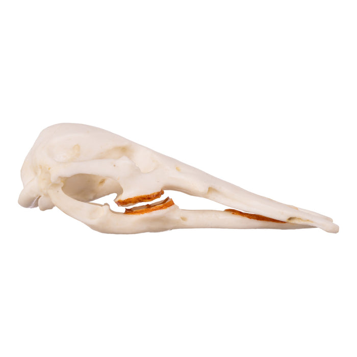 Replica Platypus Skull - Male