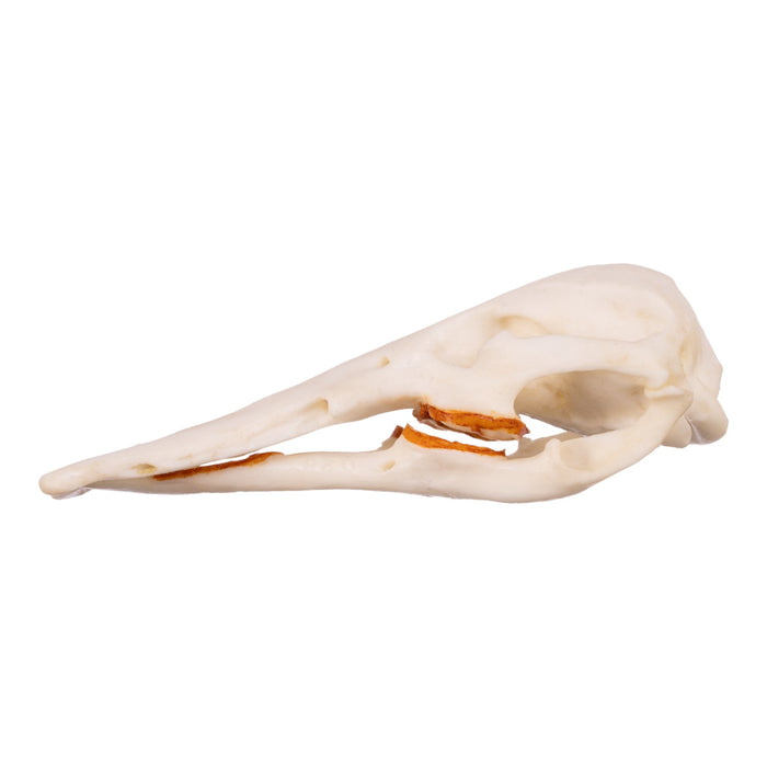 Replica Platypus Skull - Male