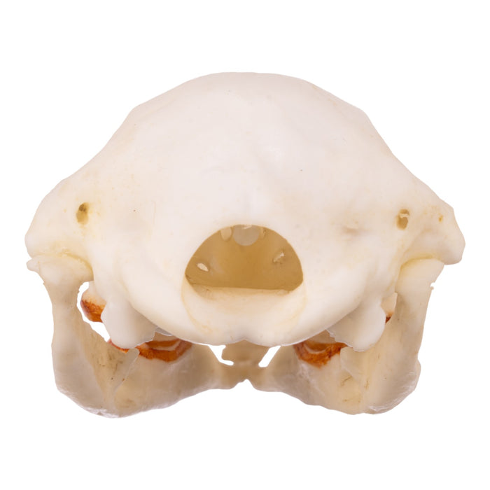 Replica Platypus Skull - Male