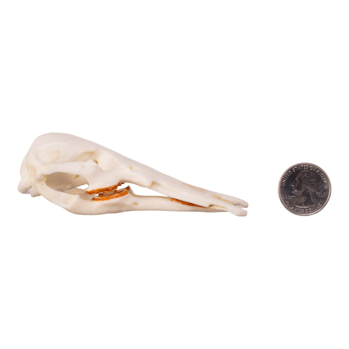 Replica Platypus Skull - Male