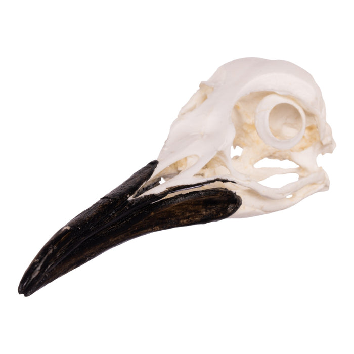 Replica King Penguin Skull