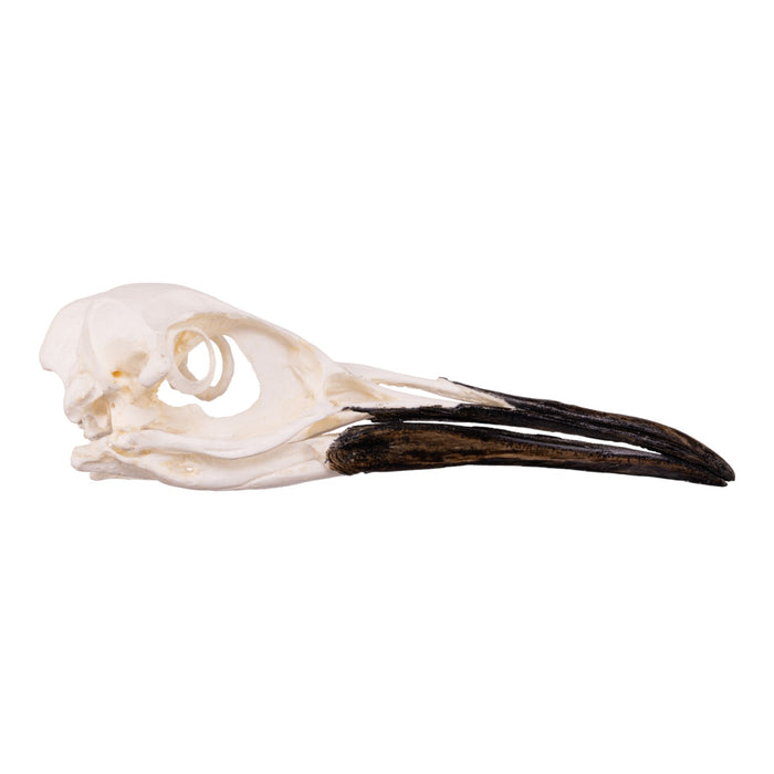 Replica King Penguin Skull