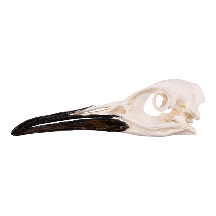 Replica King Penguin Skull