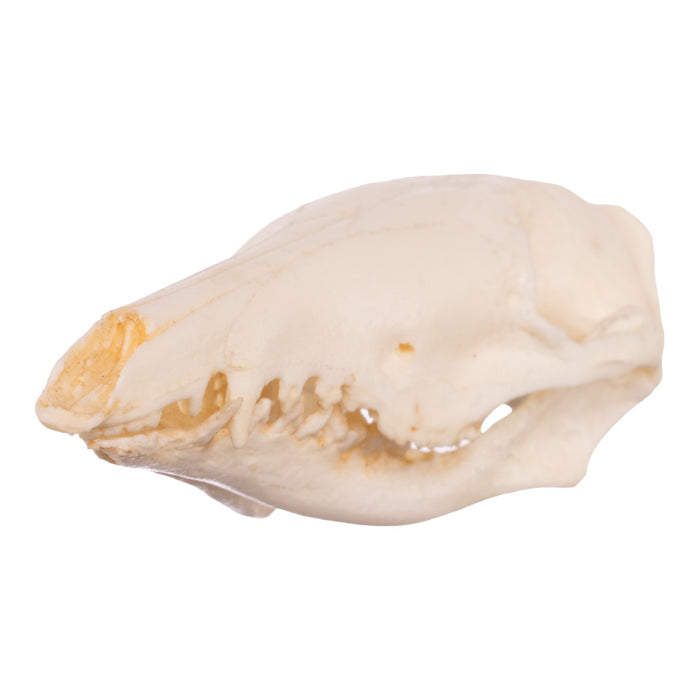 Replica Long-nosed Bandicoot Skull