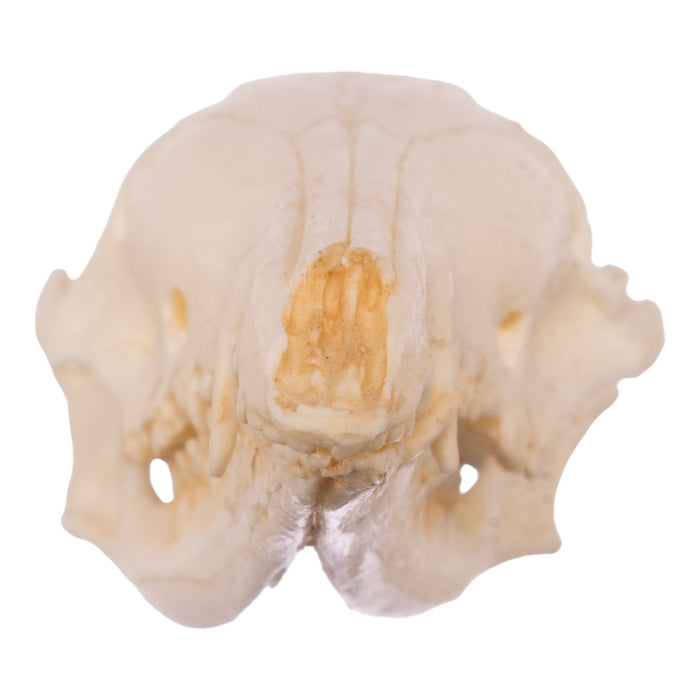 Replica Long-nosed Bandicoot Skull